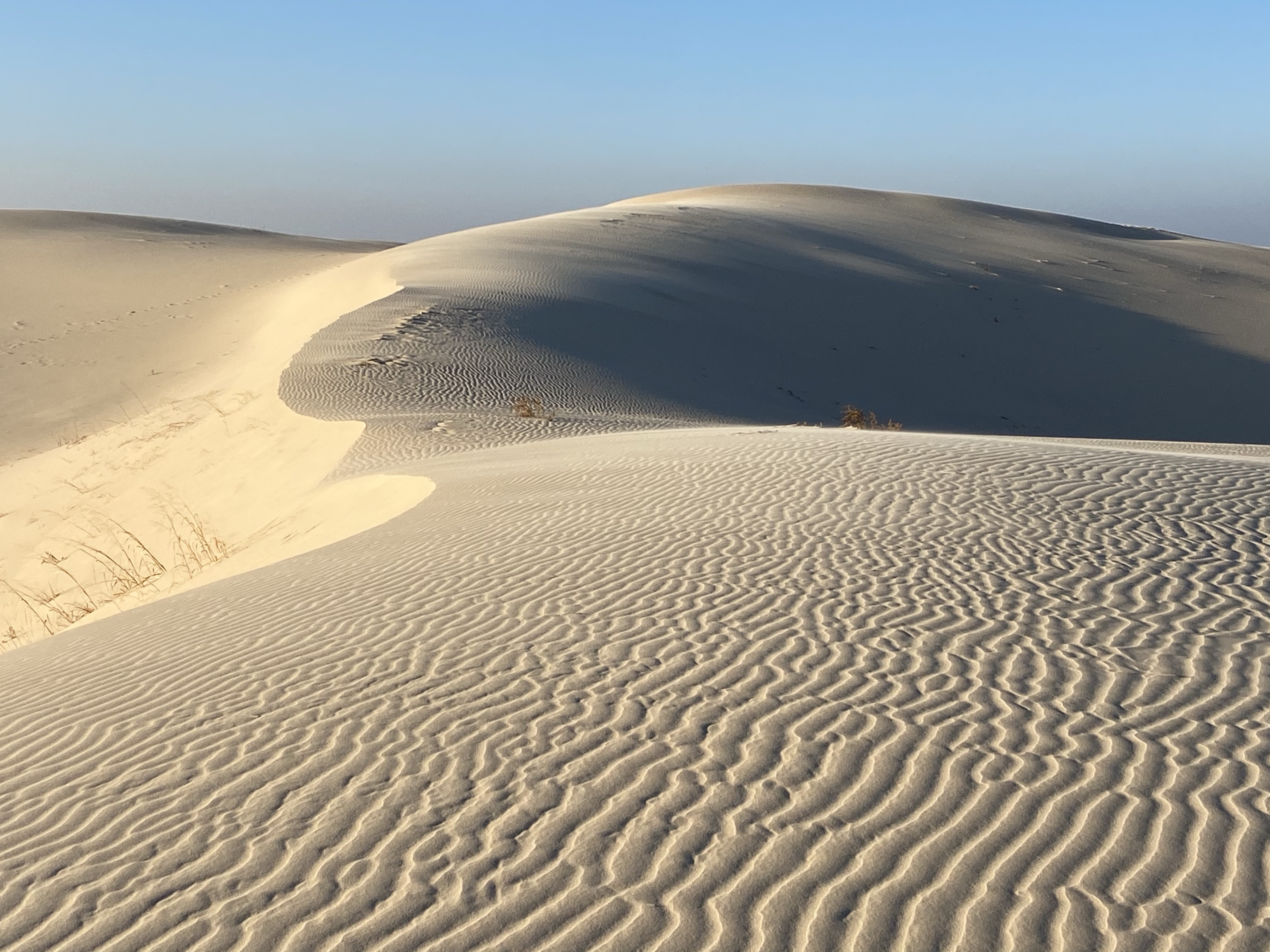 Read more about the article Monahans Sandhills State Park